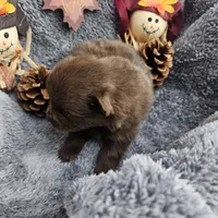 Atlas, a male Pomeranian for sale in Liberty Hill, TX – 5 of 6