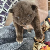 Titan, a male Pomeranian for sale in Liberty Hill, TX – 3 of 5