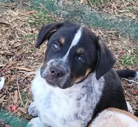 Chunk, a male Australian Cattle Dog and Australian Shepherd for sale in Chattanooga, TN – Photo 1 of 2