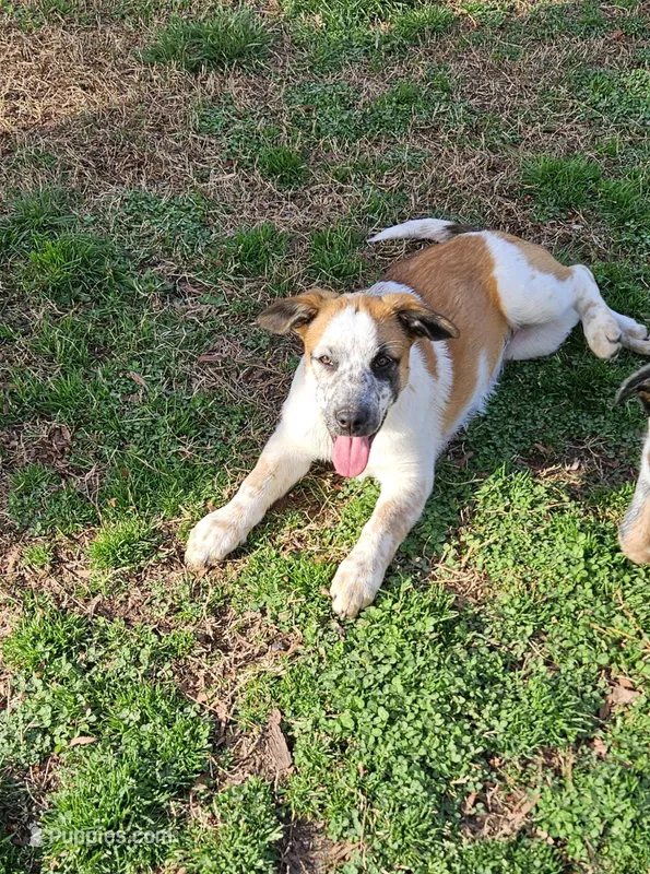 Calico – Australian Cattle Dog, Australian Shepherd puppy for sale in Chattanooga, TN