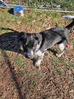 Sweetie, a female Australian Cattle Dog and Australian Shepherd for sale in Chattanooga, TN – Photo 3 of 5