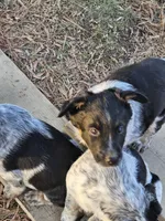 Sweetie, a female Australian Cattle Dog and Australian Shepherd for sale in Chattanooga, TN – Photo 5 of 5