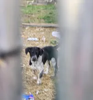 Sweetie, a female Australian Cattle Dog and Australian Shepherd for sale in Chattanooga, TN – Photo 2 of 5