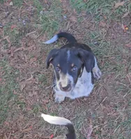 Sweetie, a female Australian Cattle Dog and Australian Shepherd for sale in Chattanooga, TN – Photo 4 of 5