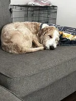 Teddy, a male Goldendoodle for sale in Youngsville, NC – Photo 3 of 5