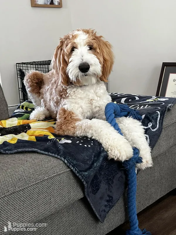 Teddy – Goldendoodle puppy for sale in Youngsville, NC