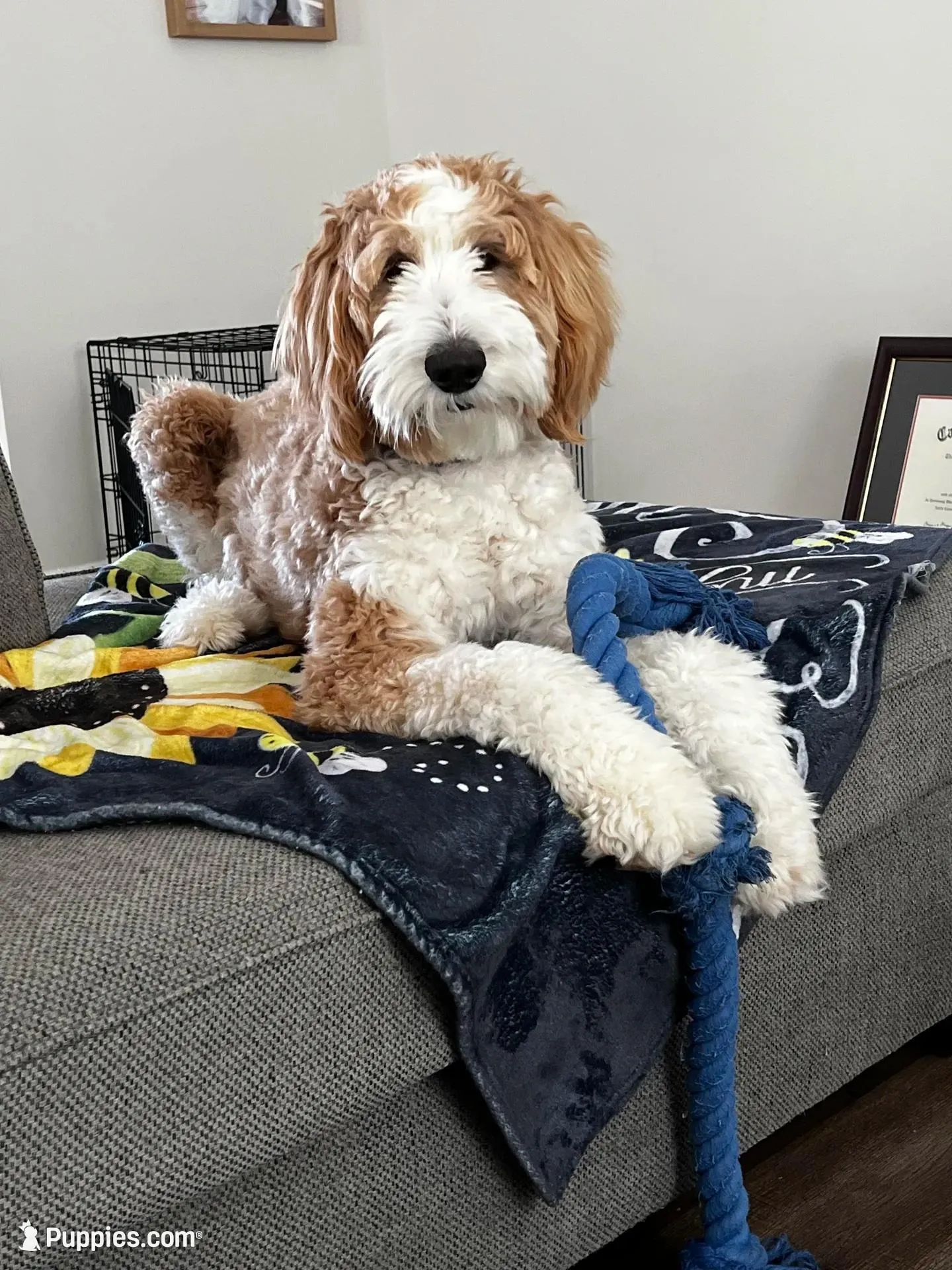 Teddy, a male Goldendoodle for sale in Youngsville, NC – Photo 1 of 5