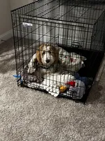 Teddy, a male Goldendoodle for sale in Youngsville, NC – Photo 5 of 5