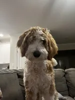 Teddy, a male Goldendoodle for sale in Youngsville, NC – Photo 2 of 5