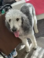Baby, a female Poodle - Standard  for sale in Salisbury, NC – 3 of 4