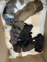 Ranger , a male Poodle - Standard  for sale in Salisbury, NC – 6 of 6