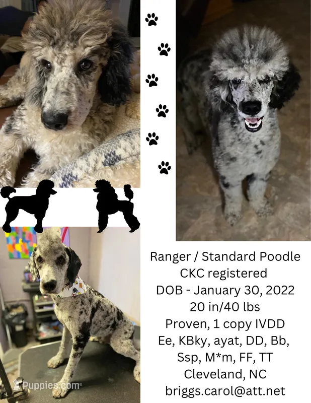 Ranger – Poodle - Standard  puppy for sale in Salisbury, NC