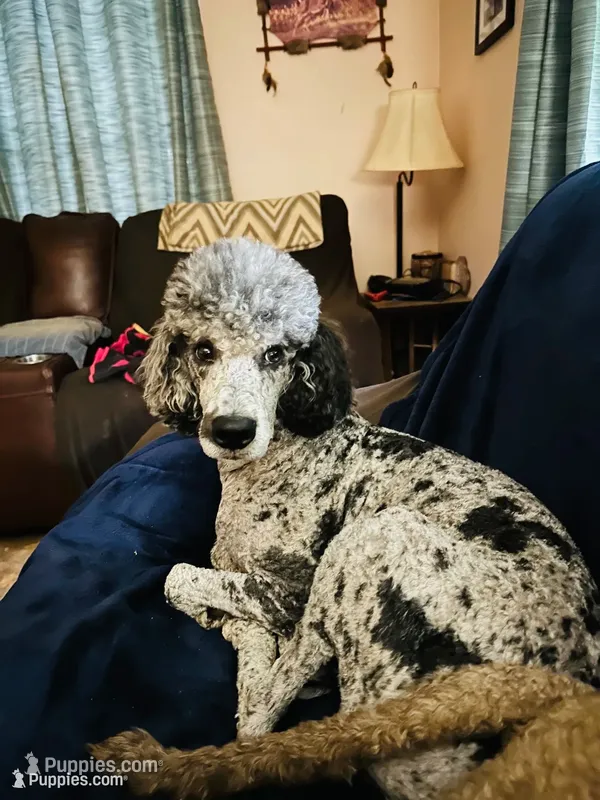 Ranger  – Poodle - Standard  puppy for sale in Salisbury, NC