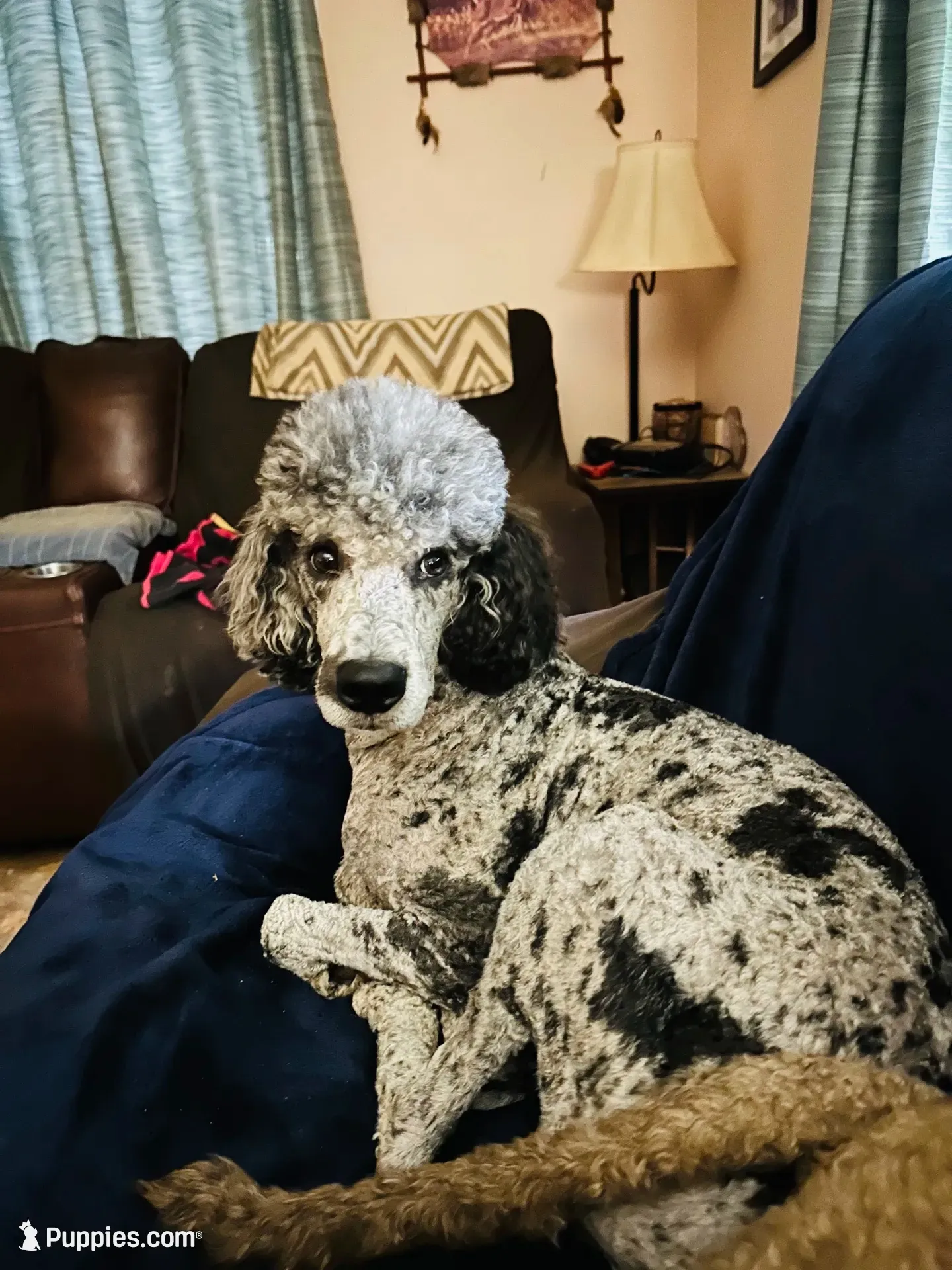 Ranger , a male Poodle - Standard  for sale in Salisbury, NC – 1 of 6