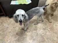Baby, a female Poodle - Standard  for sale in Salisbury, NC – 4 of 4