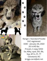 Ranger , a male Poodle - Standard  for sale in Salisbury, NC – 2 of 6