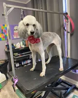Baby, a female Poodle - Standard  for sale in Salisbury, NC – 2 of 4