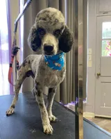 Ranger , a male Poodle - Standard  for sale in Salisbury, NC – 4 of 6
