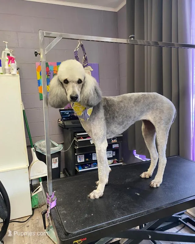 Baby – Poodle - Standard  puppy for sale in Salisbury, NC