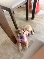 Masha, a female German Shepherd Dog and Golden Retriever for sale in San Diego, CA – 4 of 4