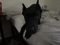Storm, a female Cane Corso for sale in Houston, TX – 4 of 10