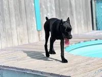 Storm, a female Cane Corso for sale in Houston, TX – 1 of 10