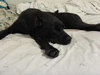 Storm, a female Cane Corso for sale in Houston, TX – 3 of 10