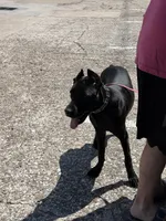 Storm, a female Cane Corso for sale in Houston, TX – 6 of 10