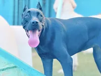 Storm, a female Cane Corso for sale in Houston, TX – 2 of 10