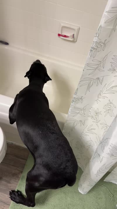 Storm, a female Cane Corso for sale in Houston, TX – 10 of 10