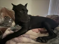 Storm, a female Cane Corso for sale in Houston, TX – 8 of 10