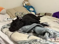 Storm, a female Cane Corso for sale in Houston, TX – 7 of 10