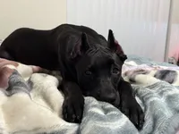 Storm, a female Cane Corso for sale in Houston, TX – 5 of 10