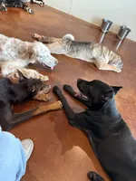 Storm, a female Cane Corso for sale in Houston, TX – 9 of 10