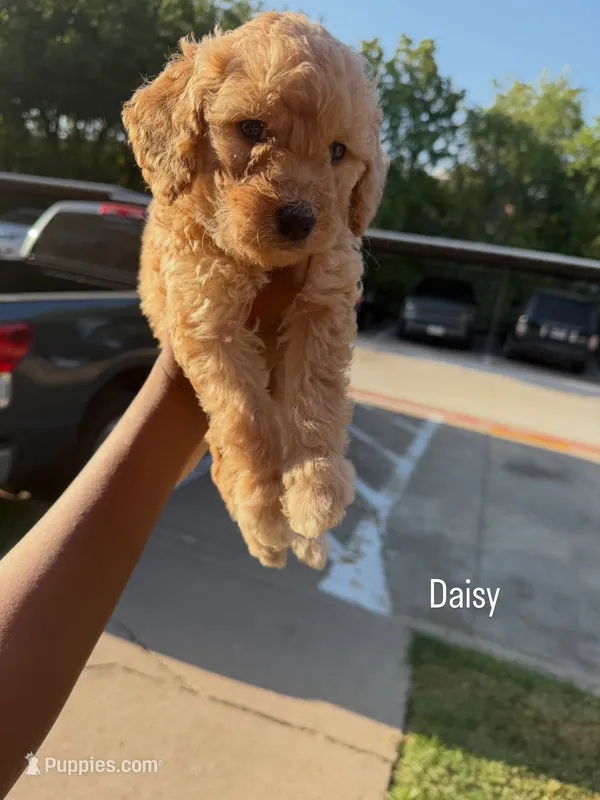 Daisy  – Goldendoodle puppy for sale in Dallas, TX