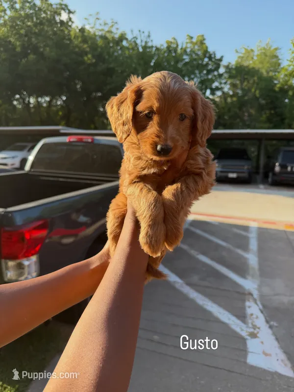 Gusto  – Goldendoodle puppy for sale in Dallas, TX