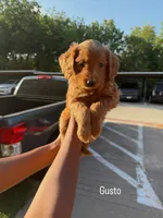 Gusto , a male Goldendoodle for sale in Dallas, TX – 1 of 1