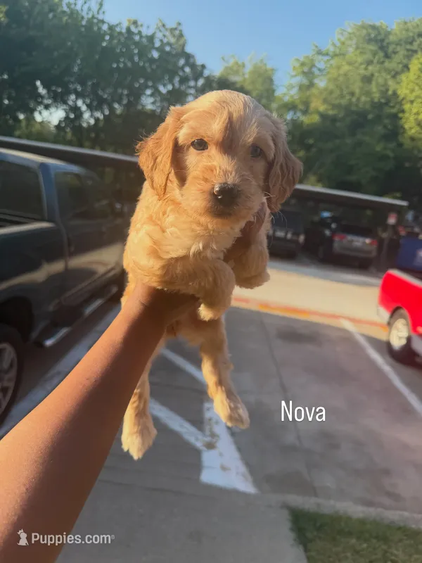 Nova  – Goldendoodle puppy for sale in Dallas, TX