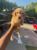 Nova , a female Goldendoodle for sale in Dallas, TX – 1 of 1
