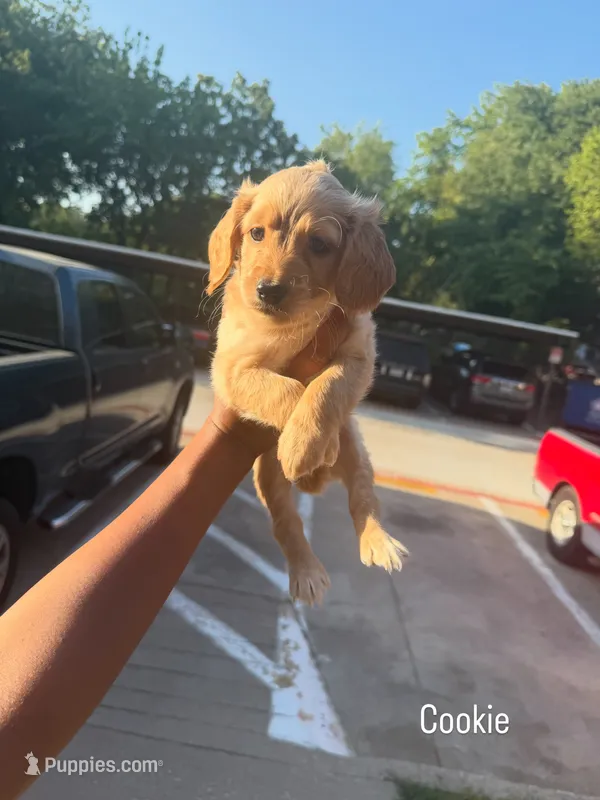 Cookie  – Goldendoodle puppy for sale in Dallas, TX
