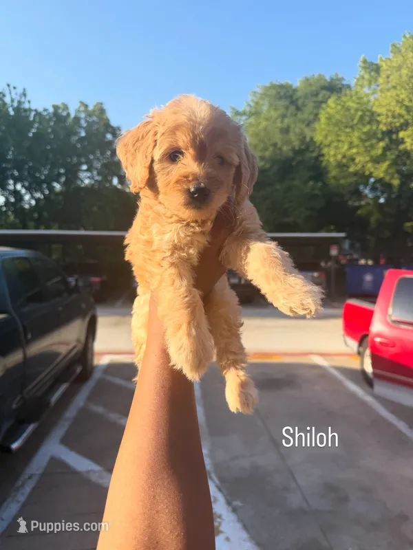 Shiloh  – Goldendoodle puppy for sale in Dallas, TX