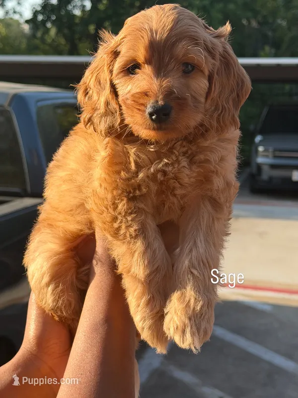 Sage  – Goldendoodle puppy for sale in Dallas, TX