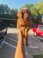 Pop tart , a female Goldendoodle for sale in Dallas, TX – 1 of 1