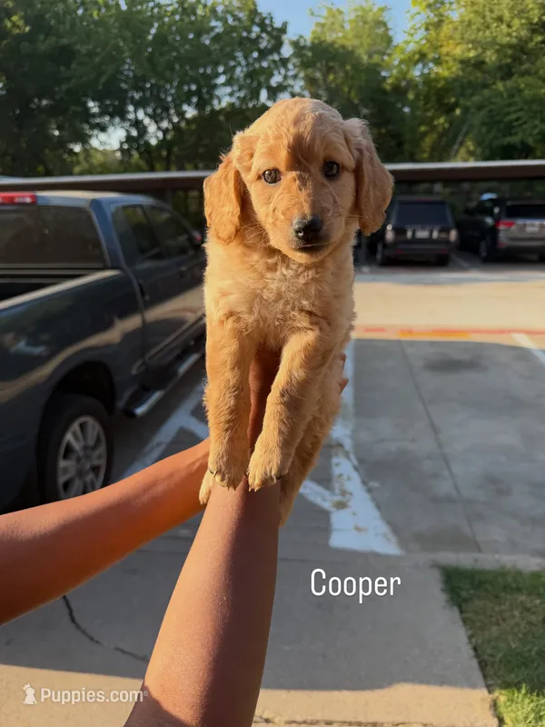Cooper  – Goldendoodle puppy for sale in Dallas, TX