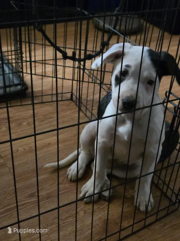 Sassy – American Pit Bull Terrier puppy for sale in Oklahoma City, OK