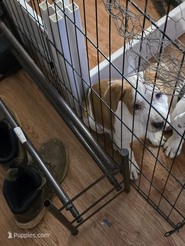 Fighsty – American Pit Bull Terrier puppy for sale in Oklahoma City, OK