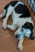 CB, a male American Pit Bull Terrier for sale in Oklahoma City, OK – 1 of 1