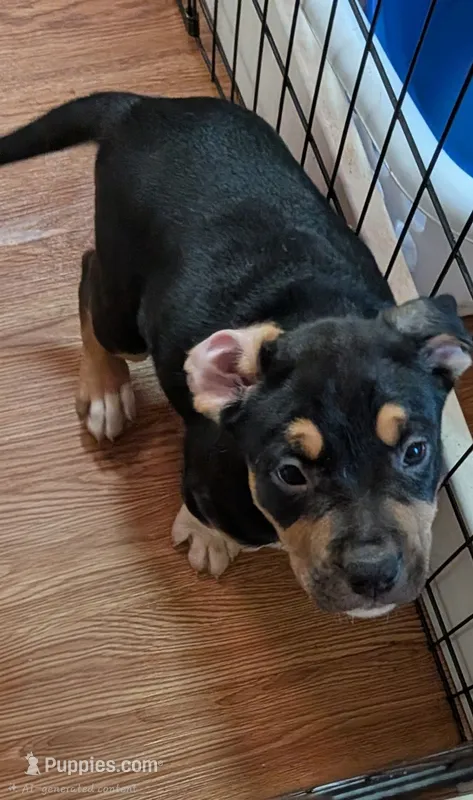 Baby girl – American Pit Bull Terrier puppy for sale in Oklahoma City, OK