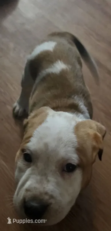 Fighsty – American Pit Bull Terrier puppy for sale in Oklahoma City, OK