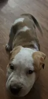 Fighsty, a female American Pit Bull Terrier for sale in Oklahoma City, OK – 1 of 2